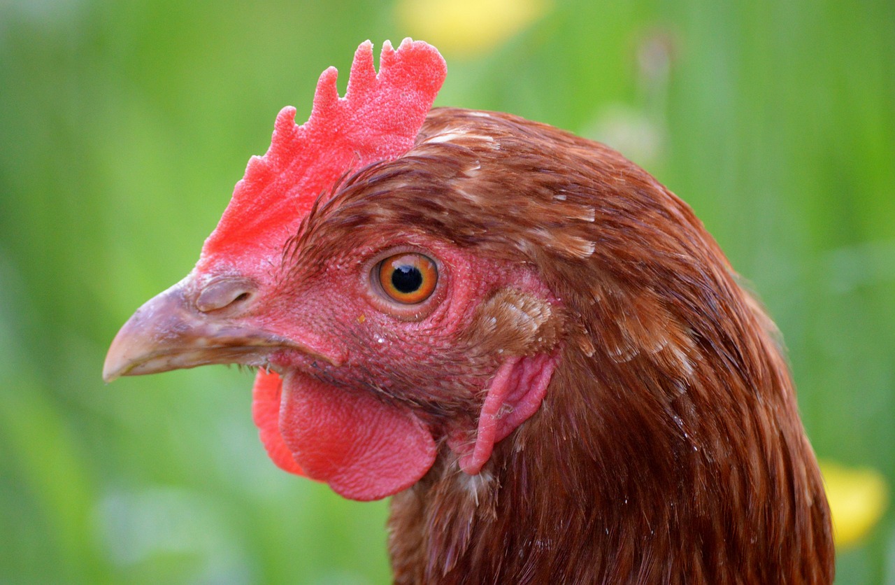 Huhn